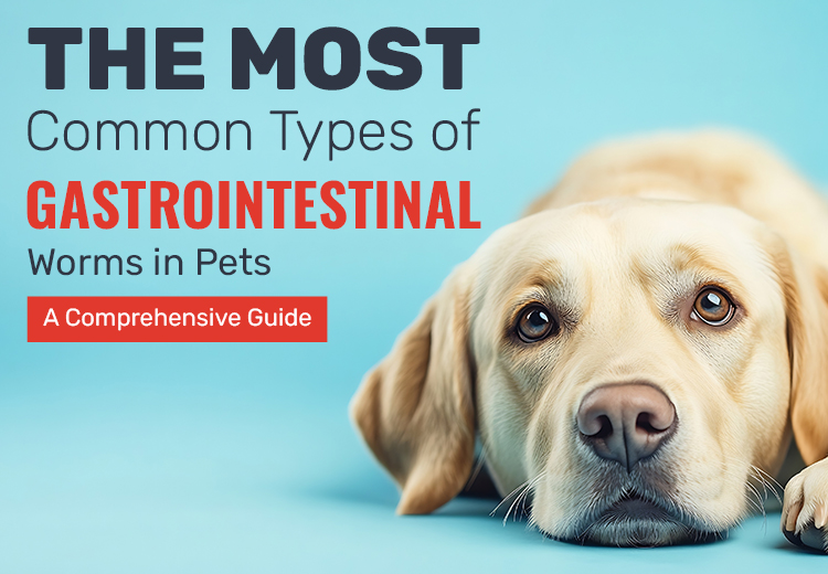 The Most Common Types of Gastrointestinal Worms in Pets: A Comprehensive Guide